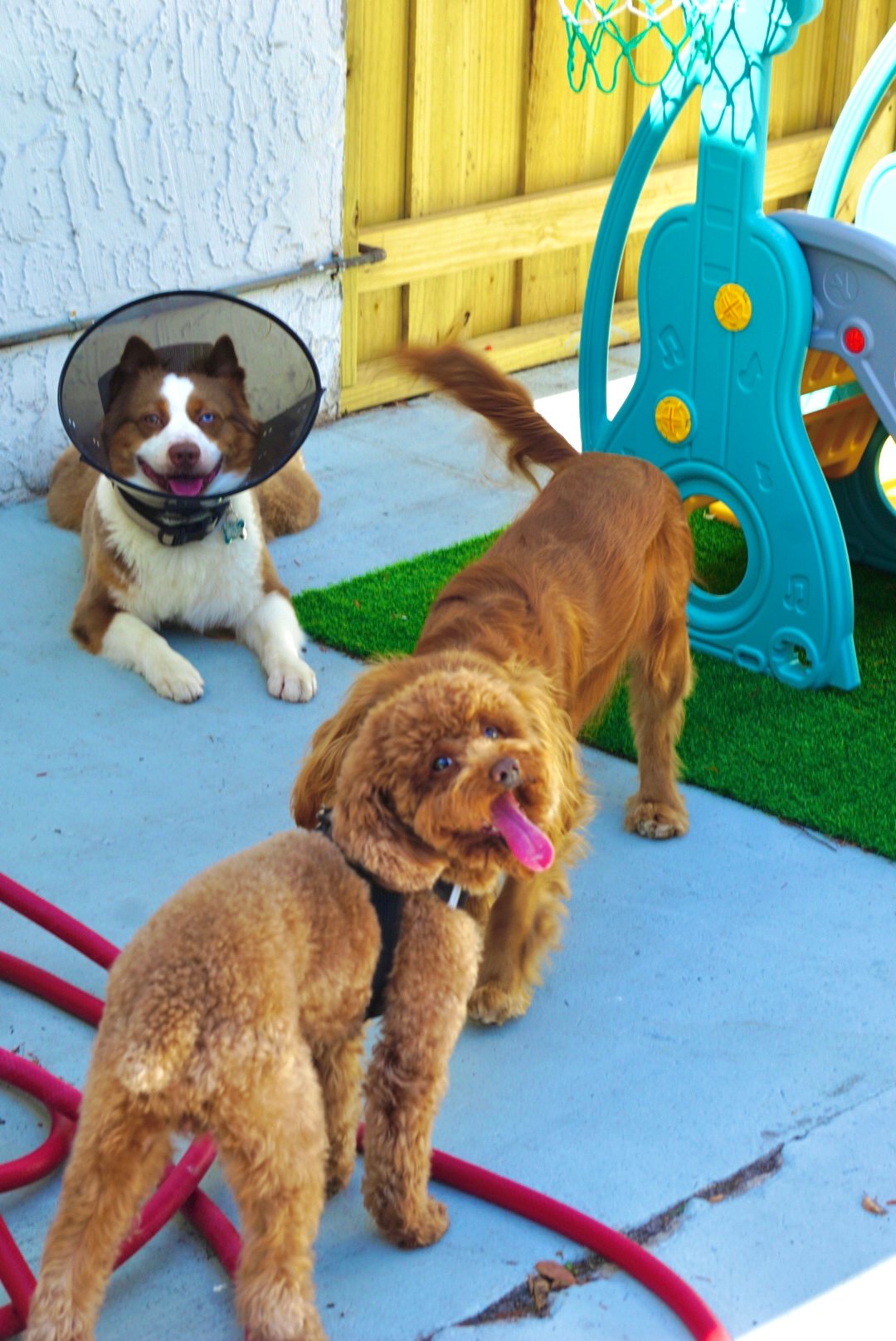 A Guide to Dog Daycare in Aventura, North Miami, Sunny Isles & Bal Harbour